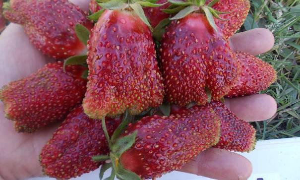 ЗЕМЛЯНИКА ранняя КУПЧИХА