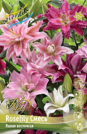 ЛИЛИЯ ORD ROSELILY СМЕСЬ 12/14 3 шт