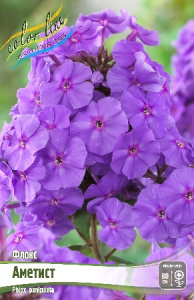 ФЛОКС АМЕТИСТ I 2 шт