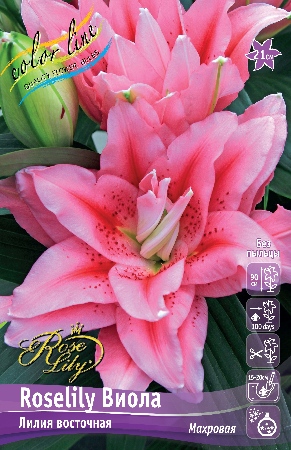 Лилия ORD ROSELILY ВИОЛА 12/14 1 шт