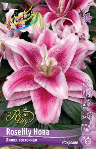 Лилия ORD ROSELILY НОВА 12/14 1 шт