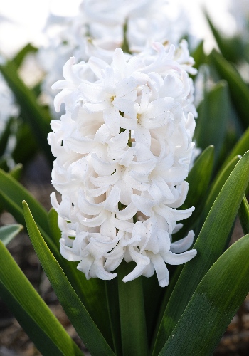 Тюльпан Буффало 45см 11/12 50 шт