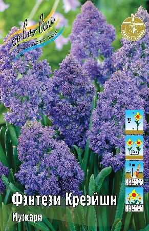 Мускари Фэнтези Криэйшн 30 8/9 150 шт
