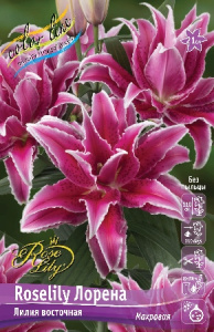 Лилия ORD ROSELILY ЛОРЕНА 12/14 1 шт
