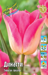 Тюльпан Династи 50см 11/12 50 шт