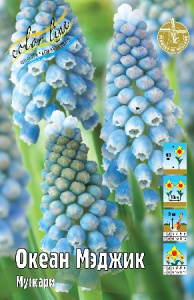 Мускари Океан Мэджик 30 8/9 150 шт