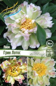 ПИОН COLLECTIONER ГРИН ЛОТОС 2/3 n 1 шт