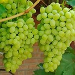 Виноград Очень ранний Галахад