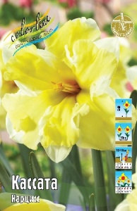 Нарцисс Кассата 40см 12/14 50 шт