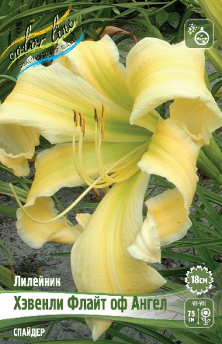 ЛИЛЕЙНИК ХЭВЕНЛИ ФЛАЙТ ОФ АНГЕЛ I 1 шт