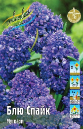 Мускари Блю Спайк 30 7/8 150 шт