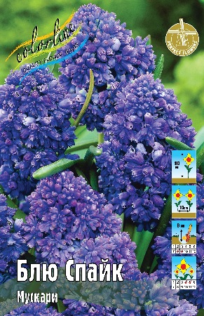Мускари Блю Спайк 30 7/8 5 шт