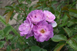 Роза Флорибунда Блю Фор Ю сиреневый h70-90 d7-9