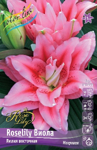 Лилия ORD ROSELILY ВИОЛА 12/14 1 шт