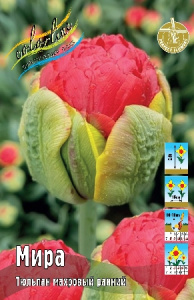 Тюльпан Мира 45см 11/12 75 шт