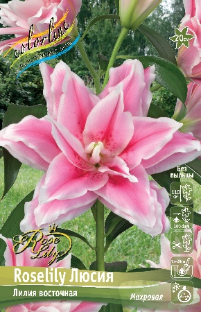 ЛИЛИЯ ORD ROSELILY ЛЮСИЯ 12/14 5 шт