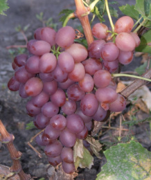 Виноград Сверхранний Ливия