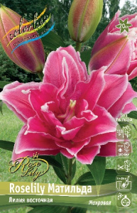 Лилия ORD ROSELILY МАТИЛЬДА 12/14 1 шт