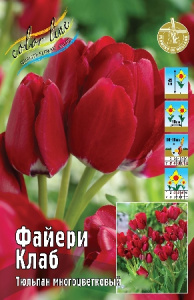 Тюльпан Файери Клаб 50см 11/12 7 шт