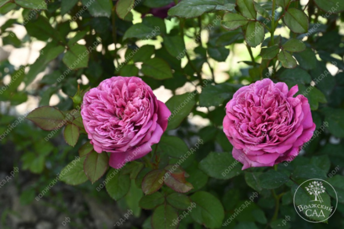 Роза Флорибунда Гектор розовый h120-140 d7-9