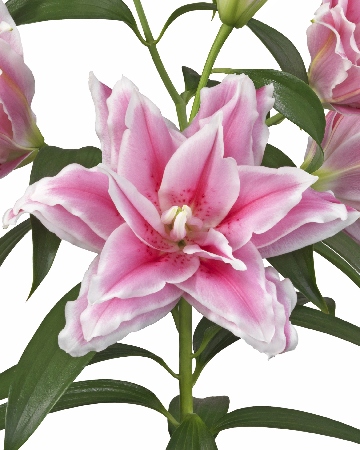 Лилия ORD ROSELILY ЛЮСИЯ 12/14 1 шт