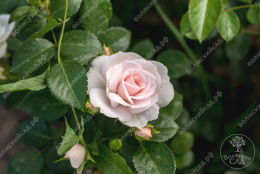 Роза Флорибунда Аспирин белый h50-80 d4-6