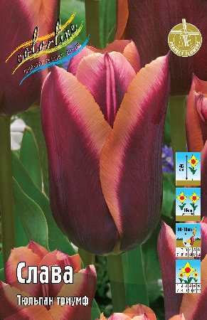 Тюльпан Слава 45см 11/12 50 шт