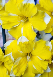 Нарцисс Банана Дайкири 35см 12/14 2 шт