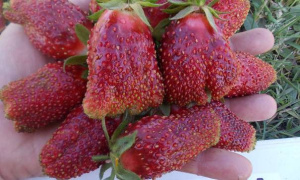 ЗЕМЛЯНИКА ранняя КУПЧИХА