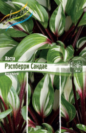 ХОСТА РЭСПБЕРРИ САНДАЕ 1 n 1 шт