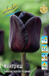 Тюльпан Найтуиш 50см 11/12 7 шт