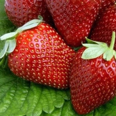 Земляника ремонтантная Альтесс 24шт