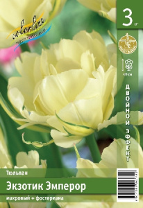 Тюльпан Экзотик Эмперор 45см 11/12 2 шт