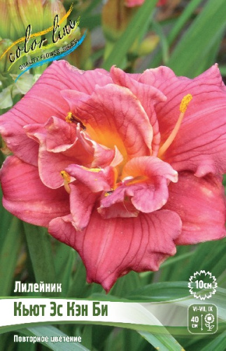 ЛИЛЕЙНИК КЬЮТ ЭС КЭН БИ I 1 шт
