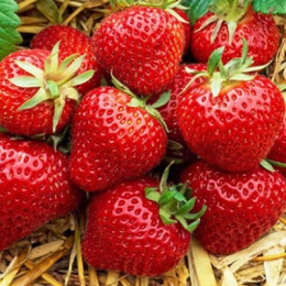 Земляника поздняя Магнус 24шт