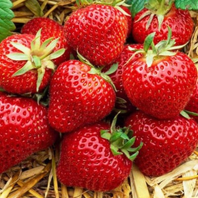 Земляника поздняя Магнус 24шт