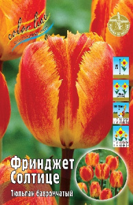 Тюльпан Фринджет Солтице 45см 11/12 50 шт