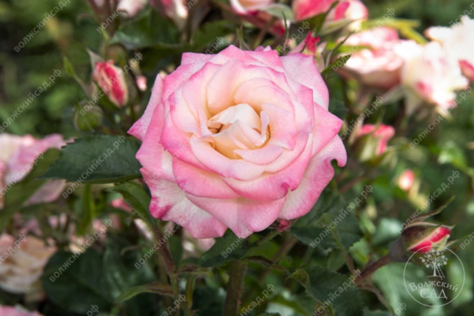 Роза Спрей Авиньон белый, розовый h60-80 d5-7