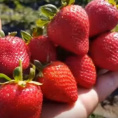 Земляника ремонтантная Кабрилло 24шт