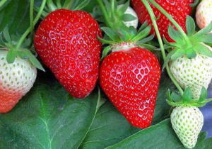 Земляника ранняя Флер 24шт.