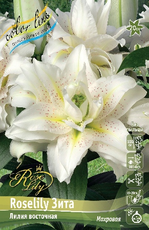Лилия ORD ROSELILY ЗИТА 12/14 1 шт