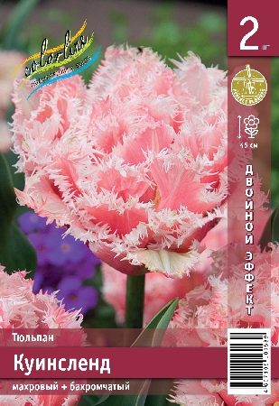 Тюльпан Куинсленд 45см 11/+ 7 шт