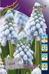Мускари Валери Финнис 30 7/9 10 шт