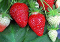 Земляника ранняя Флер 24шт.