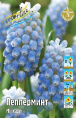 Мускари Пепперминт 30 8/9 150 шт