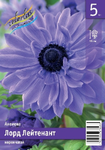 Анемона Лорд Лейтенант 15 6/7 5 шт