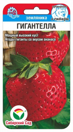 Земляника Гигантелла 10шт (Сиб сад)