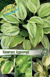 ХОСТА КАПИТАНС АДВЕНЧУР 1 n 1 шт