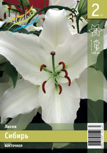 ЛИЛИЯ OR СИБИРЬ 16/18 16/18 3 шт