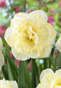Нарцисс Уайт Сюрпрайз 40см 12/14 40 шт